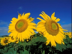 ����������� ������������� � ������