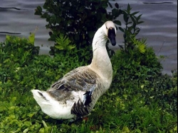 ��� �� ����� ����