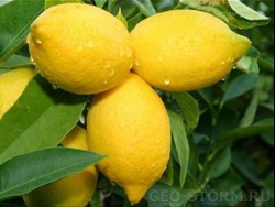 �������� �����