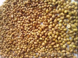 ����� ���������