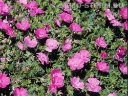 ����� ������