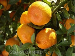 ������������ �����